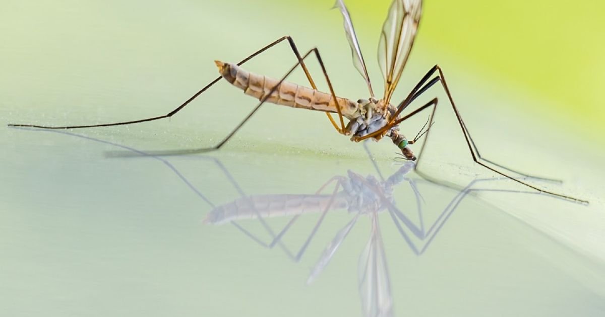 đ